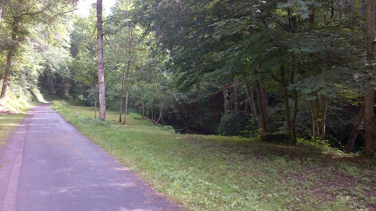 Ein asphaltierter Weg führt durch einen grünen Wald im Kallenbachtal bei Philippsheim.