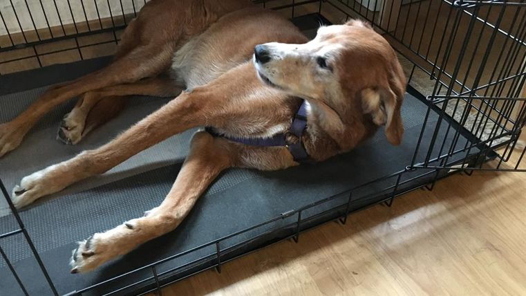 Ein Hund liegt entspannt in einer Hundebox. Der Raum hat einen hellen Holzfußboden und eine gemütliche Atmosphäre.