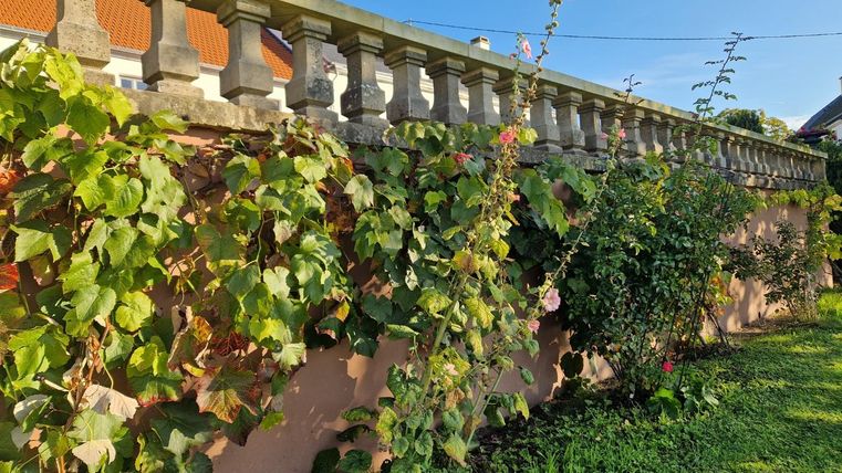 Un beau jardin avec un mur recouvert de plantes. Le ciel est clair et bleu, ce qui crée une atmosphère agréable.