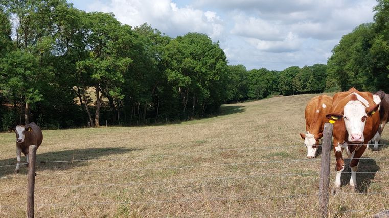 Zwei Kühe auf einer Weide mit Bäumen im Hintergrund und blauem Himmel.