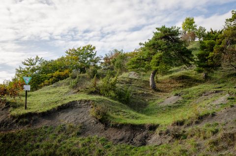 Grüne Hügellandschaft mit Bäumen und einem Naturschutzgebietsschild.