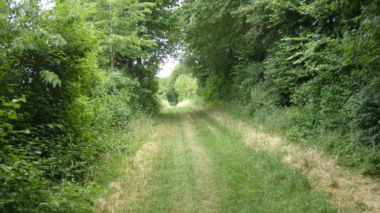 Ein grasbewachsener Wanderweg führt durch eine grüne, dicht bewachsene Landschaft.