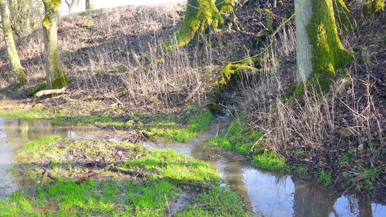 Quelle eines kleinen Baches im Wald mit Moos und Gras umgeben.