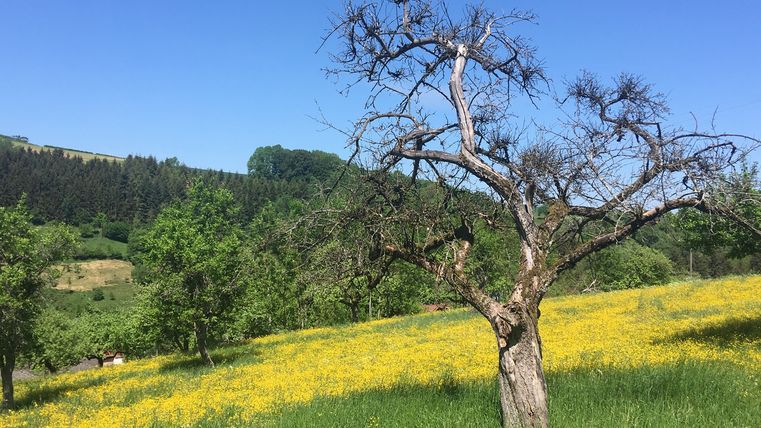 Ein kahler Baum steht auf einer Wiese mit gelben Blumen, umgeben von grünen Bäumen und einem blauen Himmel.