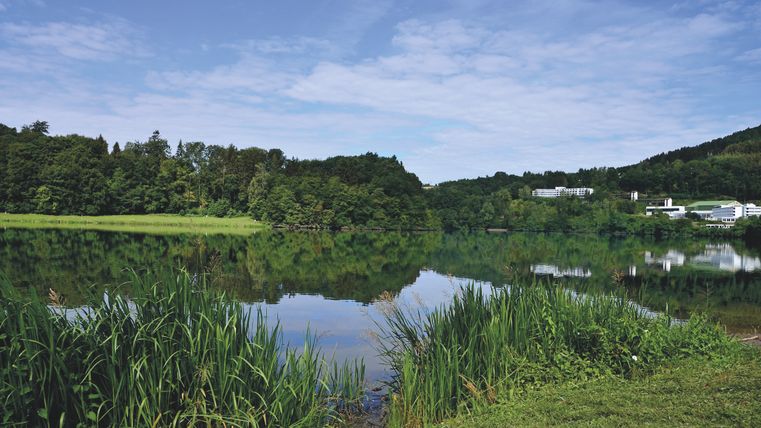 Ein ruhiger See mit grüner Vegetation und Gebäuden im Hintergrund.