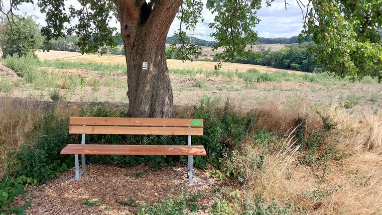 Holzbank unter einem Baum mit Blick auf ein Feld.
