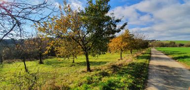 Ländlicher Weg mit Bäumen im Herbst, blauer Himmel und Wolken.