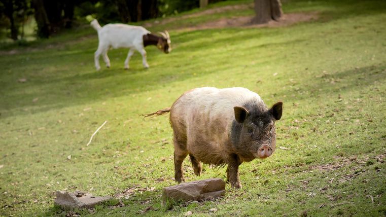 Ein Schwein steht auf einer grünen Wiese. Im Hintergrund grast eine Ziege.