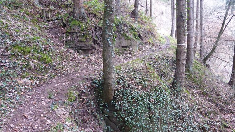 Ein schmaler Waldpfad, der durch einen bewaldeten Hang führt, mit Bäumen und Efeu bewachsen.