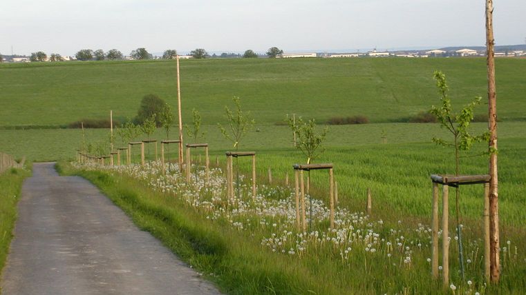 Ein Weg mit jungen Obstbäumen und Löwenzahn auf einer Wiese.