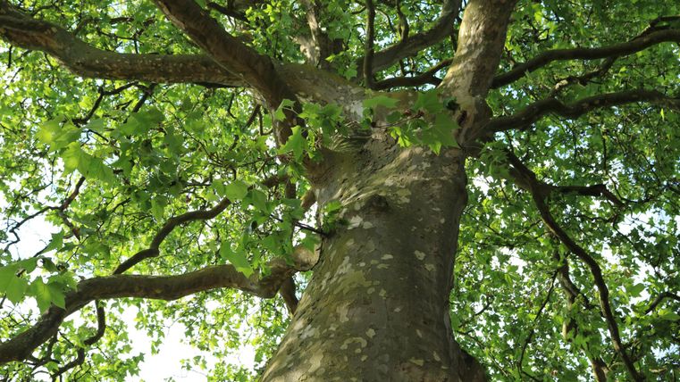 Een grote boom met dichte, groene bladeren. Het zicht is van onder naar boven gericht op de stam en de takken.