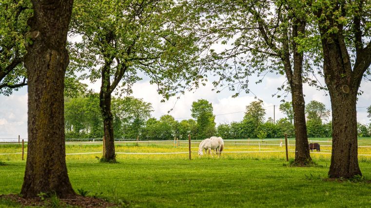Eine grüne Wiese mit großen Bäumen im Vordergrund. Im Hintergrund stehen zwei Pferde auf dem Feld.