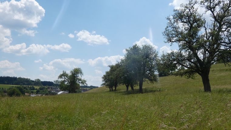 Eine grüne Wiese mit vereinzelten Bäumen unter einem blauen Himmel mit weißen Wolken.
