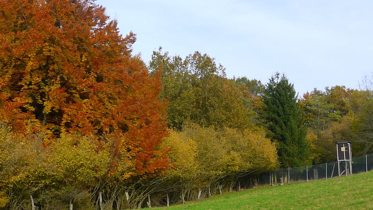 Herbstlandschaft mit bunten Bäumen und Hochsitz am Waldrand.