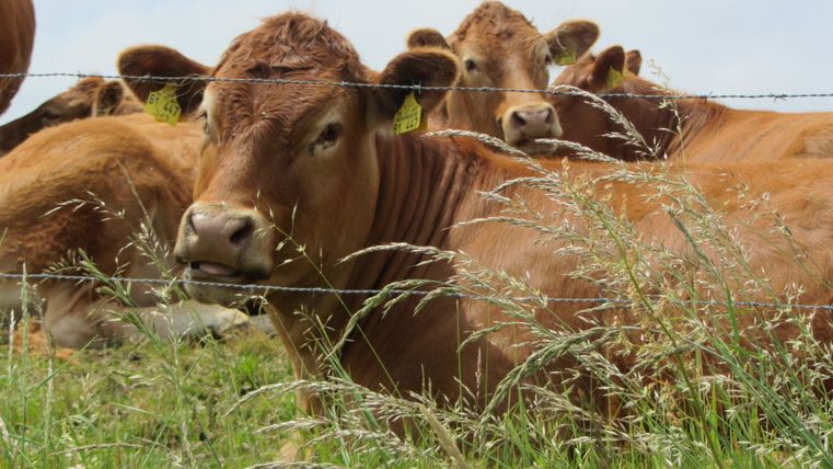 Koeien achter een prikkeldraadomheining in een weiland.