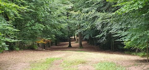 Open plek in het bos met bomen en een smal pad in de Bitburger LandGang Oberkail.