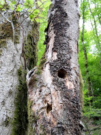Nahaufnahme eines alten Baumes mit Löchern und Moos im Wald.