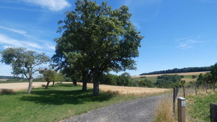 Landschaft mit Bäumen, Feldweg und blauem Himmel.