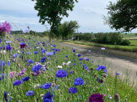 Blumenwiese mit blauen und lila Kornblumen am Straßenrand, im Hintergrund Bäume und Felder.
