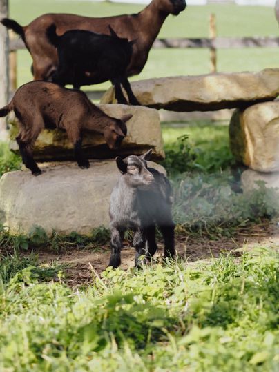 Drei Ziegen spielen auf Felsen in einer grünen Wiese. Eine kleine schwarze Ziege steht vorne, während die anderen darauf klettern.