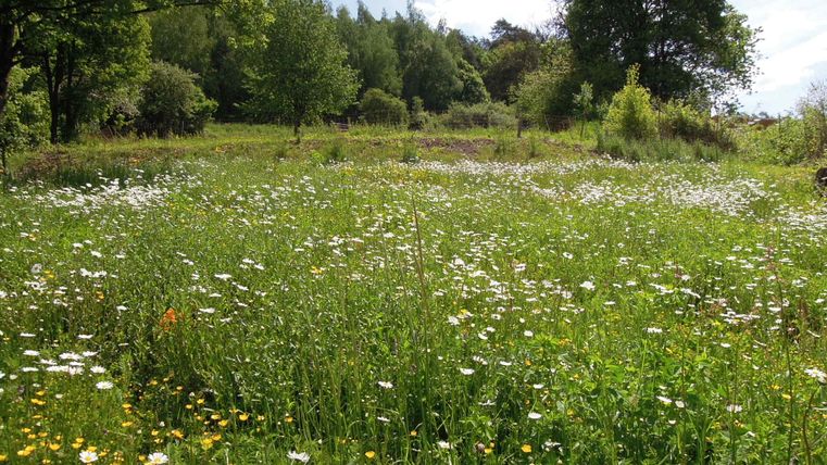Eine blühende Wildblumenwiese mit Gänseblümchen und Bäumen im Hintergrund.