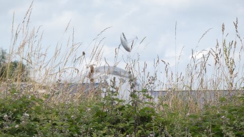 Ein Feld mit hohem Gras und Blumen, im Hintergrund eine große Satellitenschüssel.