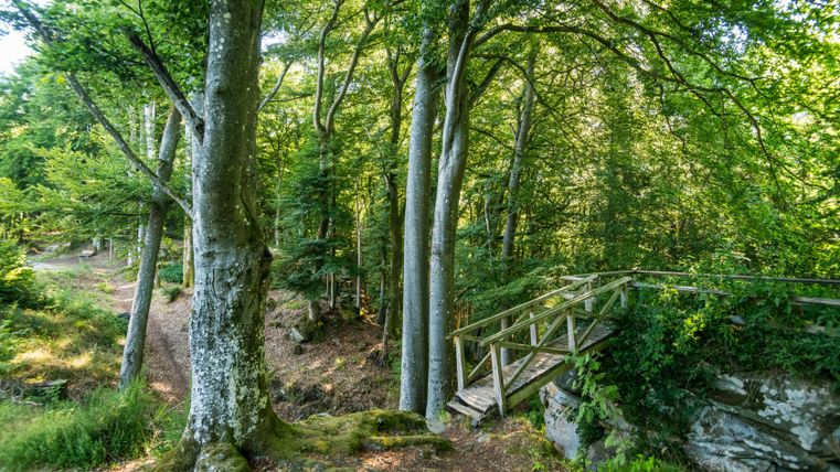 Ein Waldweg mit Holzbrücke und hohen Bäumen, die Sonnenlicht filtern.