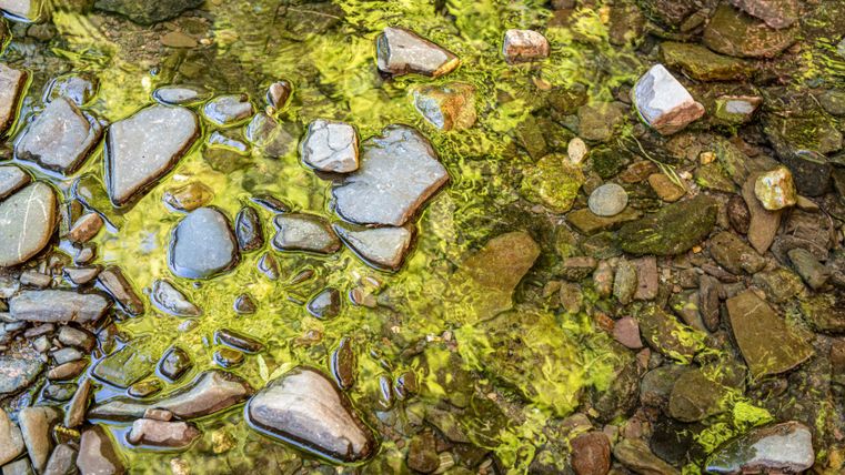 Steine im klaren Wasser mit grünen Algen am Roten Puhl.