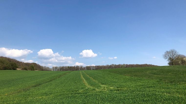 Grüne Wiese unter blauem Himmel mit vereinzelten Wolken.