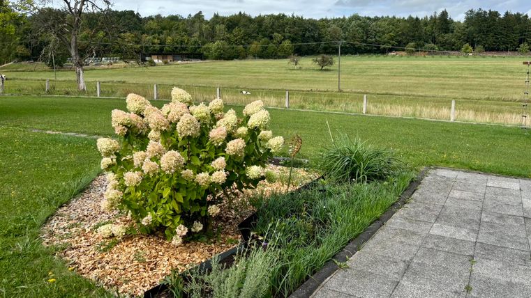 Un jardin florissant avec un buisson rempli d'hortensias en fleurs. En arrière-plan, on aperçoit une prairie et des arbres sous un ciel changeant.