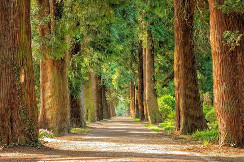 Ein malerischer Weg, gesäumt von hohen, grünen Bäumen. Das Licht fällt sanft auf den Boden und schafft eine ruhige Atmosphäre.