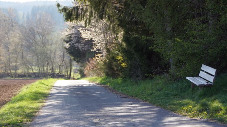Een rustig wandelpad met een bankje aan de rand van het pad, omgeven door bomen en weiden.