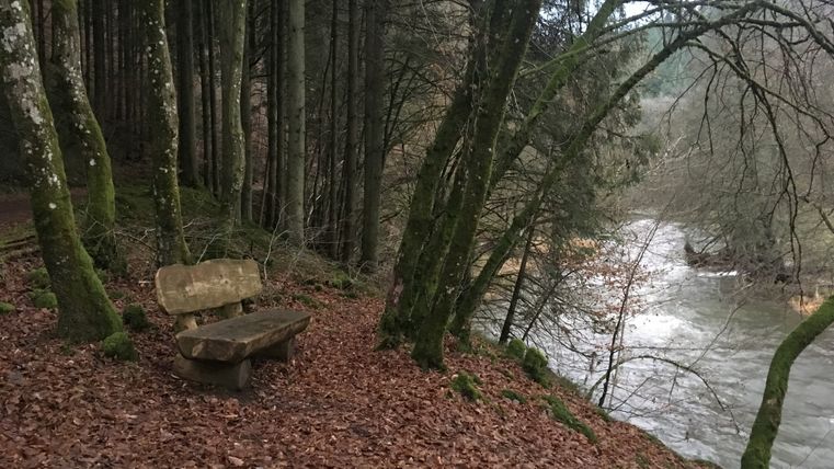 Eine Holzbank steht auf einem mit Laub bedeckten Waldweg neben einem Fluss.