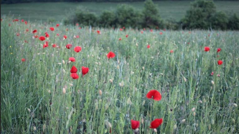 Un champ avec de nombreux coquelicots rouges, entouré d'herbes vertes. À l'arrière-plan, on peut voir d'autres arbres et buissons.