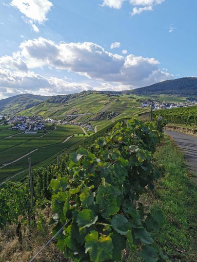 Eine malerische Weinlandschaft mit sanften Hügeln und Reben. Im Hintergrund sieht man ein kleines Dorf unter einem blau-weißen Himmel.