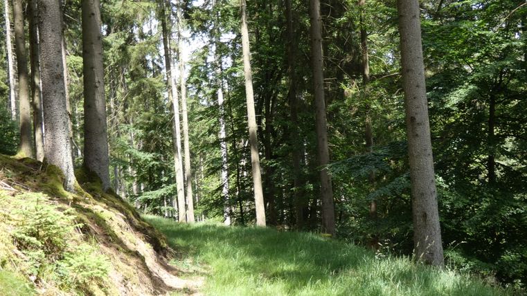 Ein Waldweg führt durch einen dichten, grünen Wald mit hohen Bäumen und Moos am Boden.