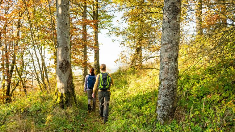 Zwei Personen wandern auf einem Waldweg, umgeben von herbstlichen Bäumen. Das Sonnenlicht scheint durch das Laub und schafft eine angenehme Atmosphäre.