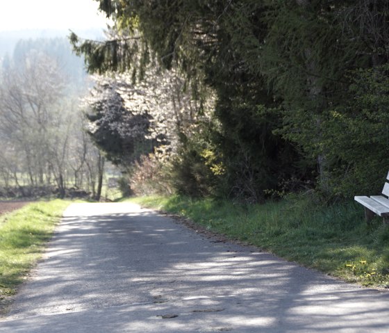 Ein ruhiger Wanderweg mit einer Bank am Rand, umgeben von Bäumen und Wiesen. Die Sonne scheint durch die Blätter., © M. Bach