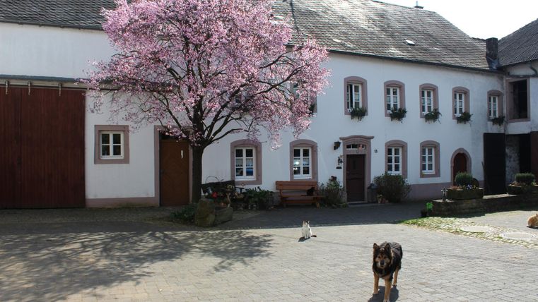 Ein schönes Haus mit weißen Wänden und Fenstern. Vor dem Haus steht ein blühender Baum und ein Hund läuft im Hof.