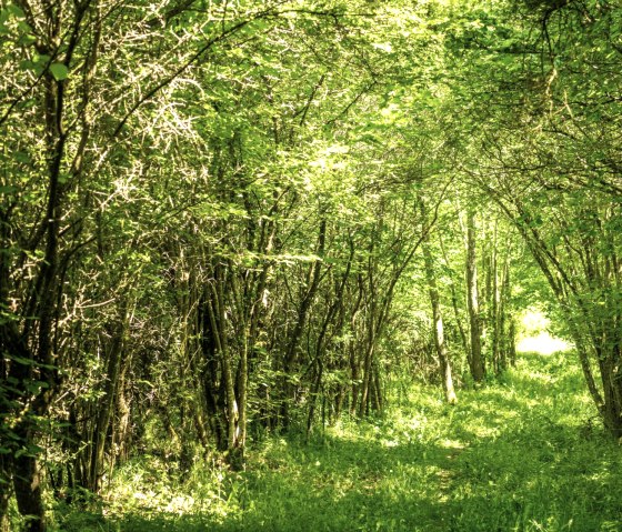 Green canopy of leaves on the Eifelgold route in the NaturWanderPark delux, © Eifel Tourismus GmbH, D. Ketz