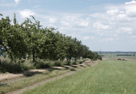 Eine Allee von Obstbäumen säumt einen Feldweg in einer grünen, ländlichen Landschaft unter einem blauen Himmel mit Wolken., © TI Bitburger Land
