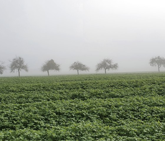 Eine nebelverhangene Streuobstwiese im Herbst mit einer Reihe von Bäumen im Hintergrund., © TI Bitburger Land - Steffi Wagner