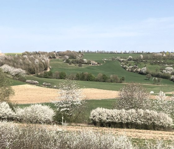 Groene velden en bloeiende bomen strekken zich uit onder een helderblauwe hemel. Aan de horizon zijn windturbines te zien., © Tourist-Information Bitburger Land_Uschi Hallet