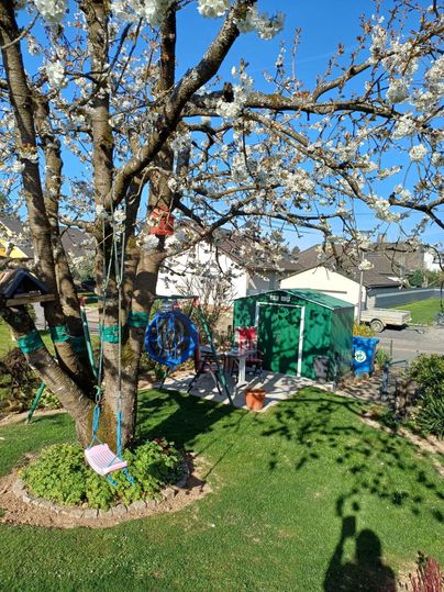 Ein blühender Baum mit einer Schaukel im Garten. Im Hintergrund sind ein Geräteschuppen und einige Spielgeräte zu sehen.