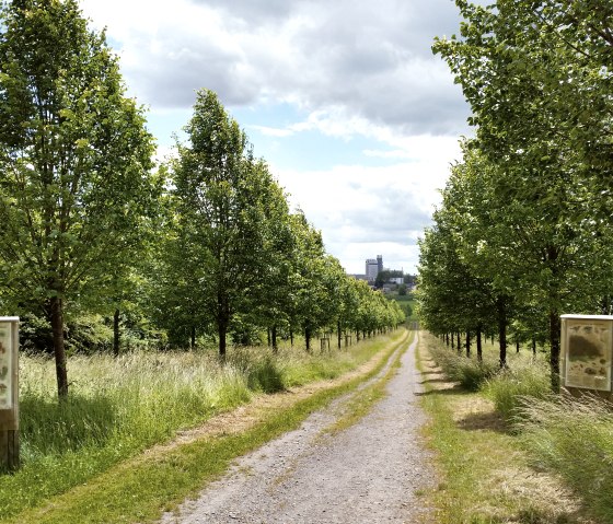 Une allée de tilleuls à petites feuilles et des panneaux d'information mènent au loin. Le ciel est nuageux, des bâtiments sont visibles à l'arrière-plan., © Tourist-Information Bitburger Land