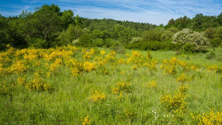 Blühende Ginsterbüsche auf einer grünen Wiese unter blauem Himmel.