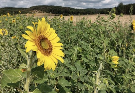 Un tournesol au premier plan dans un champ, entouré d'autres tournesols. En arrière-plan, on voit des collines et un ciel nuageux., © Otmar Schröder