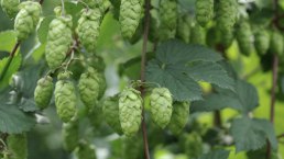 Houblon, © Felsenland Südeifel Tourismus Gmbh, Peter Weber