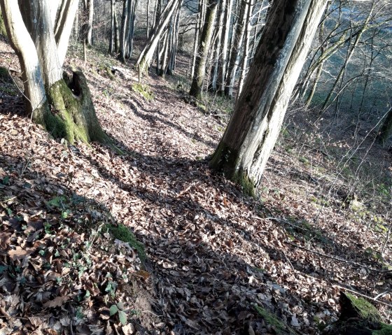 A narrow forest path, covered in autumn leaves, winds its way through a sparse forest with bare trees in Wißmannsdorf., © Georg Lotzkes