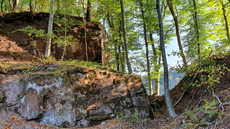 Rocks and trees in the forest in sunlight.